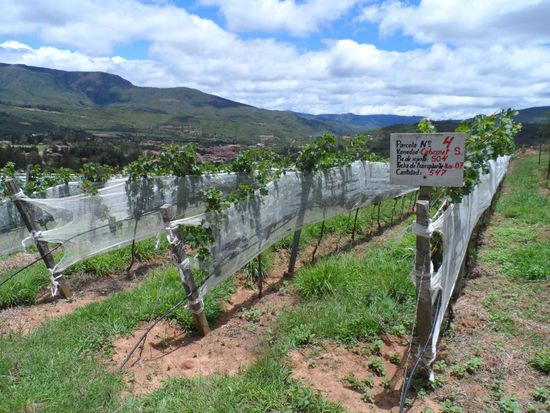 Seit etwa 5 Jahren bauen die hier franzoesische Reben an