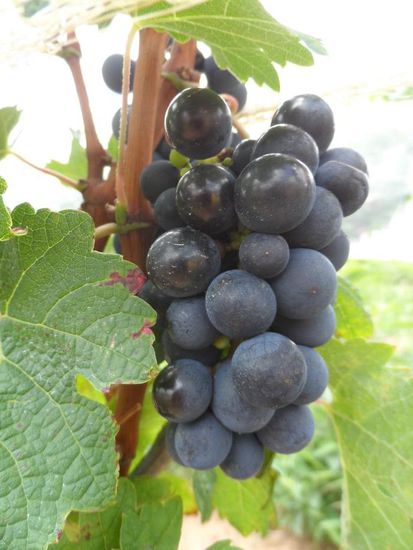 und der Wein heisst "1750" - das ist keine Jahreszahl wie ich dachte, sondern die Hoehe auf der das Weingut liegt