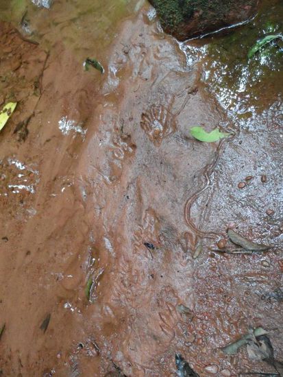 Affenspuren im Schlamm