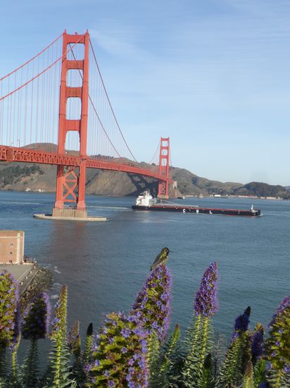 Kolibri vor der Golden Gate Bruecke