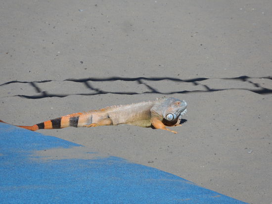 Komische Haustiere haben die hier