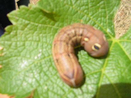 Caterpillar, sieht aus wie ein Spielzeug ist aber ne echte. Sass irgendwo auf nem Weinblatt