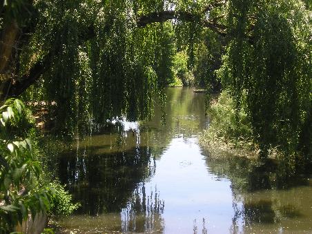 SIeht aus wie im Regenwald, ist aber nur ein Bach im botanischen Garten