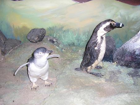 An einem STrand auf Philipp Island haben wir dann nach Sonnenuntergang die kleinsten Pinguine der Welt aus dem Meer watscheln sehen.