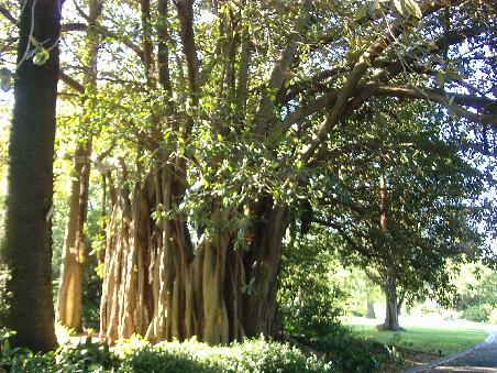 Botanischer Garten I