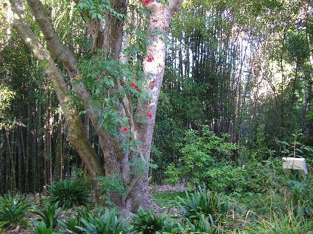 Botanischer Garten II