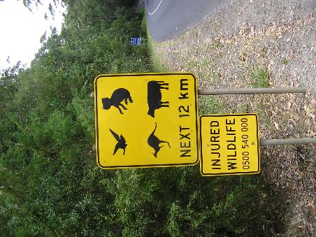 Auf dieser Strasse hab ich meinen ersten Koala gesehen...