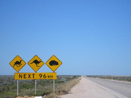 Hier ein Blick auf den Highway die Landschaft aenderte sich innerhalb der naechsten 1200km fast nicht. Kamele haben wir keine zu gesicht bekommen, Kaengurus sehr viele (die meisten davon zermatscht am Strassenrand) Womnats gabs auch keine. Dafuer hab ich Emus gesehen...