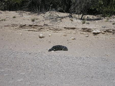... und dieses Tier ist uns ueber den Weg gelaufen, als wir einen Abstecher zum sogenannten Cactus beach gemacht haben..