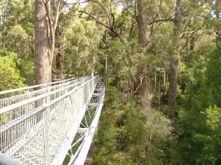 Der Tree Top Walk (Ein Steg der in 40 Meter Hoehe durch die Baumkronen fuehrt)