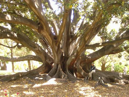 riesiger Baum im Kings PArk