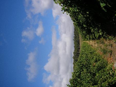 Wein