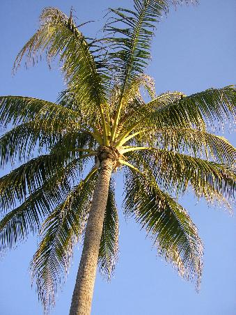 grosse Palme im Schwimmbad