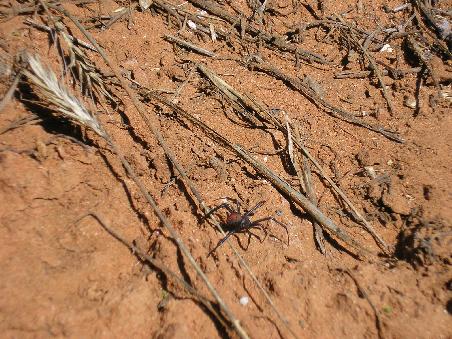 Eine noch recht junge Redbackspider