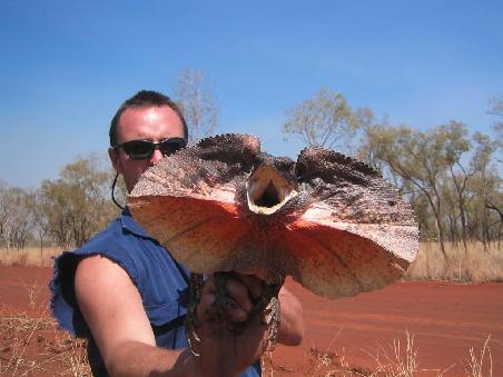 Frill Necked Lizard