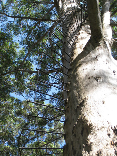 Climbing Tree