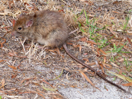 Quokka