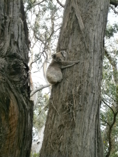 Hier nochmal ein Bild von unserem ersten Koala, den wir gesehen hatten, ich finde die so süß. Jetzt fotografiere ich sie gar nicht mehr, da sie einfach so putzig sind und es uns einfach immer nur darum geht, sie zu beobachten und wie sie watscheln, als hätten sie fünf Zentner Eucalyptusblätter im Hintern  Wir haben heute über unsere Weiterfahrt gesprochen, die am Freitag starten wird. Wir werden dann noch viel erleben, da wir den Grampians Nationalpark besuchen wollen, in dem es nicht nur herausragende Bergketten zu erklimmen gilt, sondern im Ort Halls Gap erwartet uns eine gepflegte Aboriginal-Kultur und viele Tiere. Angeblich laufen die Kangeroohs dort rum wie bei uns Enten im Freibad, und die Koalas tragen ihre Babies zur Schau - ich freue mich schon so, denn nach 8 Tagen Strandurlaub und erholen kann es mal wieder wirklich aufregendes geben 