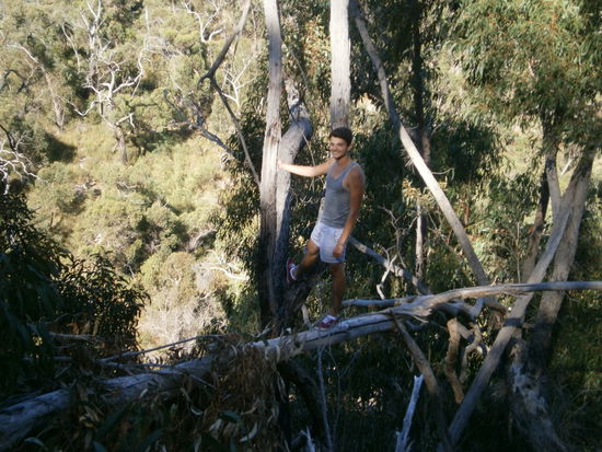 Auf dem Weg nach Halls Gap, Pablo musste ein bisschen klettern und suchte die Herausforderung, auf dem Foto sieht niemand, dass der Sturz vom quer stehendem Baumstamm eine Fallhöhe von mindestens 30 Metern bedeutet hätte.