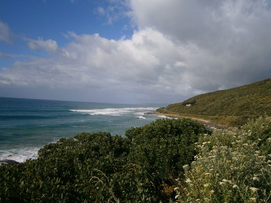 Der nächste Morgen! Es hatte die ganze Nacht geregnet und diese Sonnenstrahlen morgens, sollten so ziemlich die letzten an diesem Tag gewesen sein. Überwältigt von dieser Straße machten wir uns mit einem Kaffee als Start auf den Weg nach Apollo Bay... Eine schöne Stadt - aber uns zu touristisch. Die Information wurde genutzt, um Campinggrounds mit Strom und Duschen zu erkunden und die Steckdosen im Waschhaus, um die Handy´s aufzuladen. Unser nächstes Ziel war Otway Valley, so ein wahnsinnig toller Nationalpark. Bei geöffnetem Fenster hat es von den riesigen Eucalyptusbäumen im Camper so sehr geduftet und es sollte nicht lange dauern, bis wir unsere ersten Koalas sehen sollten. Oh, die sind so süß. Den ersten, den wir sahen, der lief vor uns über die Straße, um sich einen neuen Baum zum Chillen zu suchen. Wir sind sofort mit laufendem Motor angehalten, links geblinkt, Fotoapparat gezückt und Bilder geschossen.