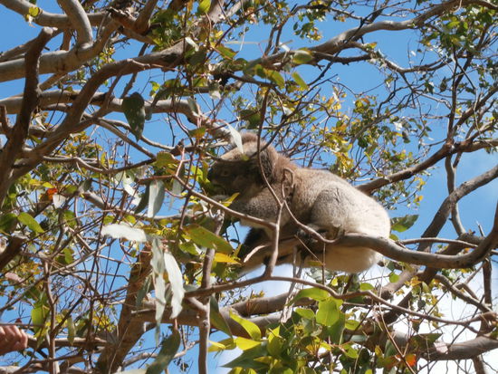 So ein Prachtexemplar, Xeni ist gleich hinterher auf den Baum geklettert und hat den mit Blättern gefüttert und ihn sogar an der Nase gestupst 