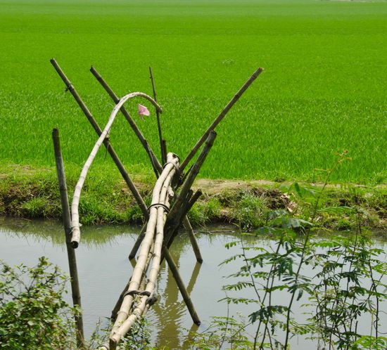 die uns schon bekannten Brücken - hier auf Reisfeldern