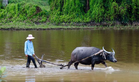 Hier wird ein Reisfeld zum Bepflanzen vorbereitet.