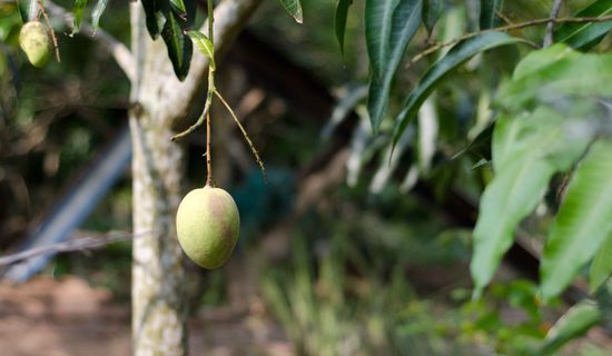 wir meinen das war Mango