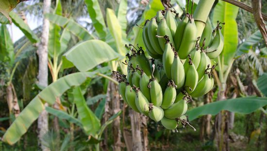 falls sich schon mal jemand gefragt hat, warum die Banane krumm ist - die Spitze wächst richtung Sonne und die jeweils darüberliegende Reihe verhindert einen geraden Wuchs