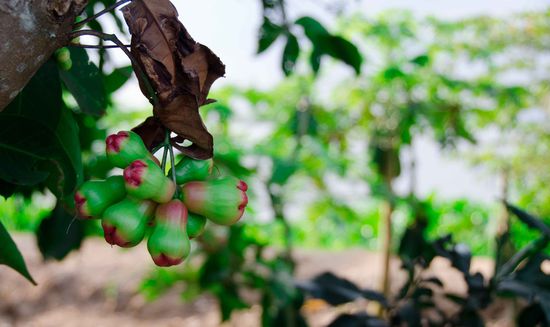 irgendeine Apfel/Birnenfrucht, zu der leider weder Wong noch Si den englischen/deutschen Namen kannten