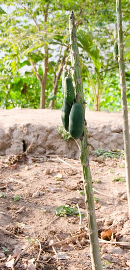 wir glauben das war ne Papaya