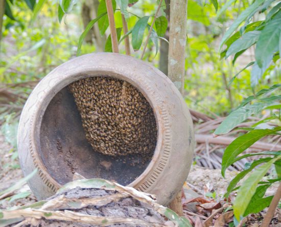 Bienenvolk zur Kosmetikherstellung