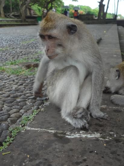 Arschkratzender Affe