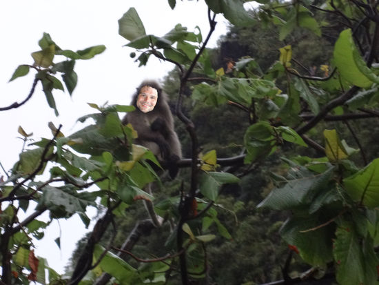 komische Affen in Railay