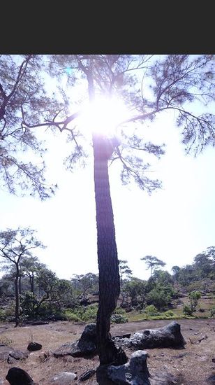 Ueberlebenskuenstler