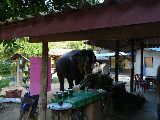 Elefant beim Shopping 