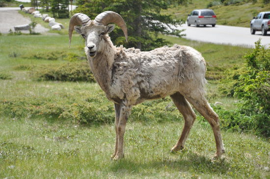 Big Horn Sheep auf der Lake Minnewanke Road oberhalb des Two Jack Lake