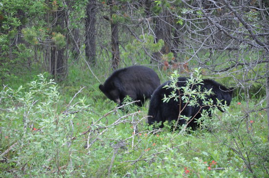 2 Schwarzbären sitzen am Straßenrand und suchen nach Futter