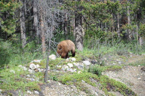 Ein Braunbär zeigt sich nur von hinten, dann verschwindet er im Wald. 
Ganz in der Nähe vom "Wabasso " Campground auf dem Hwh 93A