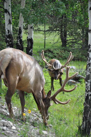 Cariboos ganz nah an Jasper