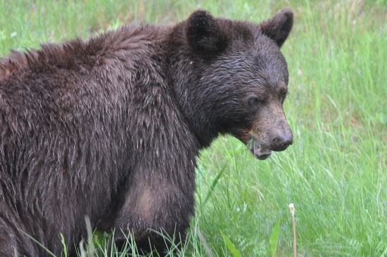 hungrige Bären Mama. 3 Junge sitzen im Baum