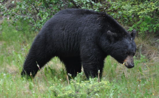 Schwarzbär auf der Maligne Road