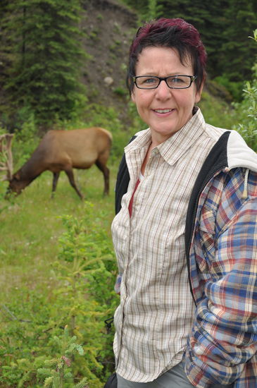 Cariboo on the Road.  Es interessiert sich nicht für mich