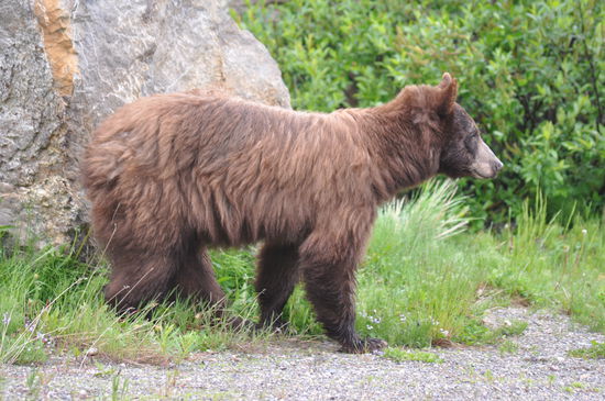 Der schaut ganz schön neugierig, er hat Erika erspäht - es war leichtsinnig ohne Frage, aber ist ja alles gutgegangen!!!