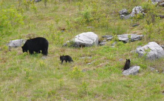 Bärenmama und 2 Cups am Medicine Lake - oh die möchte man streicheln