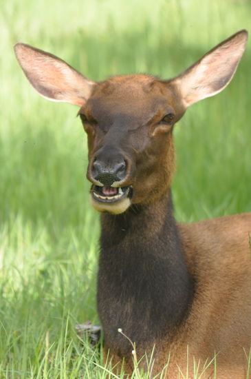 Deshalb heißt dieser Campground "Waipit", weil hier immer dutzende davon rumliegen, ein besonders schönes Exemplar.