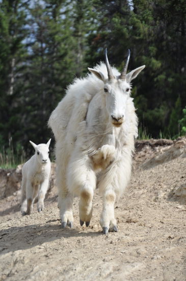da wurde mir ziemlich bange, als sich das Mountain Goat mir näherte.
