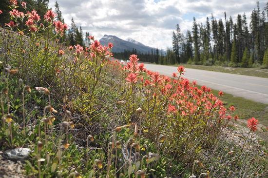 auf dem Icefield Parkway gefielen mir die vielen Wildblumen. Für dieses Bild musste ich einen Berg hoch klettern. Ich hoffe es kommt genau so rüber, wie ich den Anblick empfunden habe