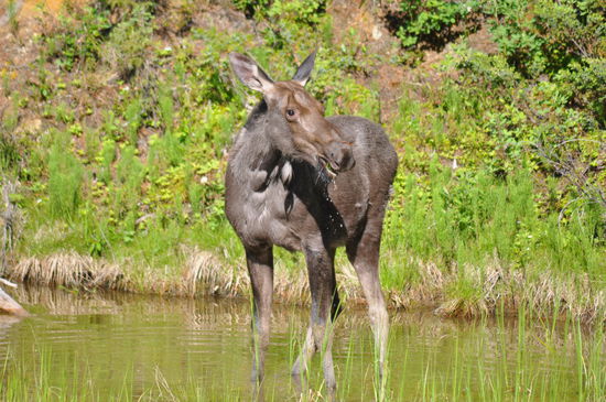 Elch-Kalb im Yoho NP - ganz nah on the Road