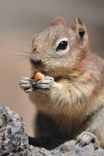 hungrige Nager
